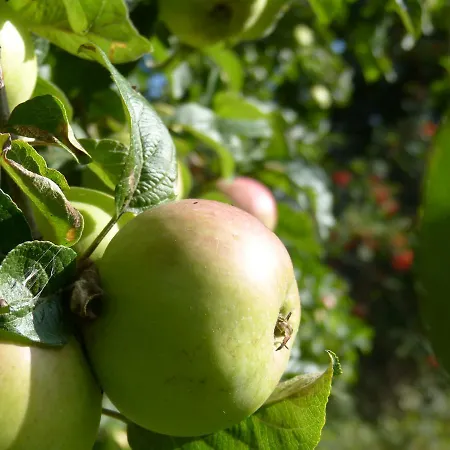 Apartament Bi Elschen *